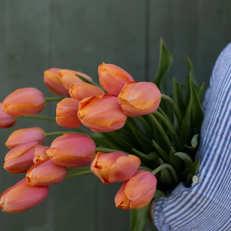 Dordogne 2 Dordogne - Image 2