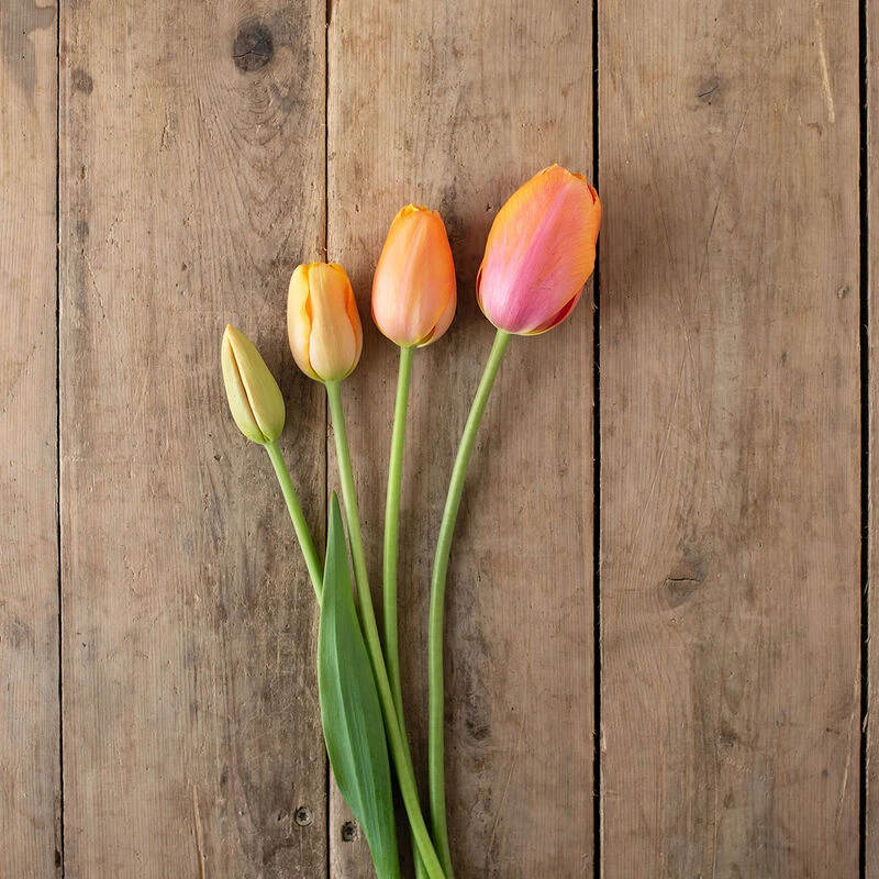 Dordogne 3 Dordogne - Image 3