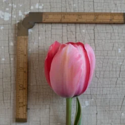 Design Impression -Whisper Glen Sales Store 03491 03 design impression