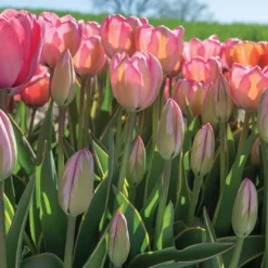 Design Impression -Whisper Glen Sales Store 03491 06 design impression