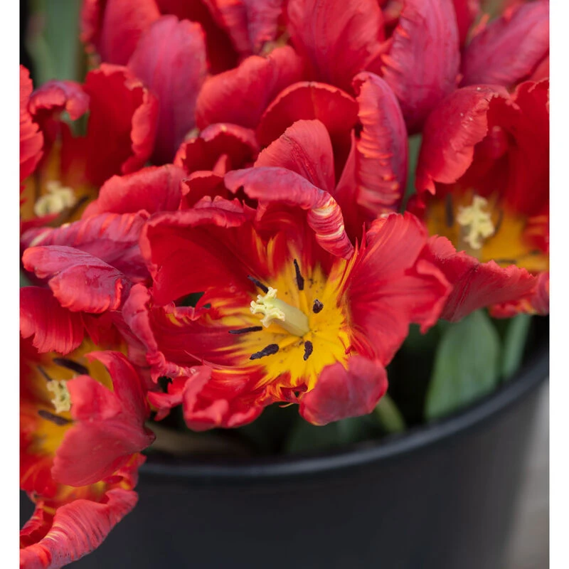 Rococo 2 Rococo - Image 2