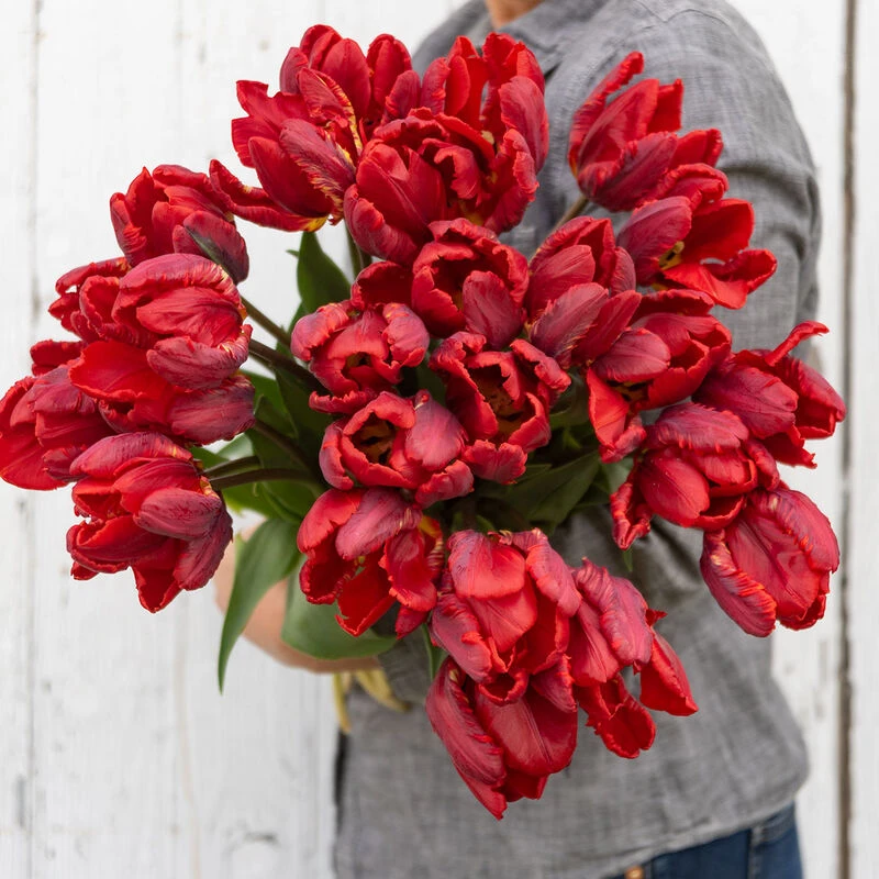 Rococo 4 Rococo - Image 4