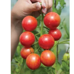 Pink Bumble Bee 5 Pink Bumble Bee -Whisper Glen Sales Store 03520g 03 pinkbumble