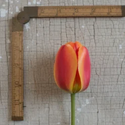 Apeldoorn's Elite -Whisper Glen Sales Store 03549 03 apeldorn elite