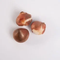 Apeldoorn's Elite -Whisper Glen Sales Store 03549 05 apeldorn elite