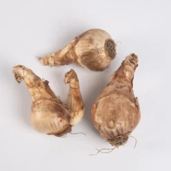 Cheerfulness -Whisper Glen Sales Store 03551 03 cheerfulness