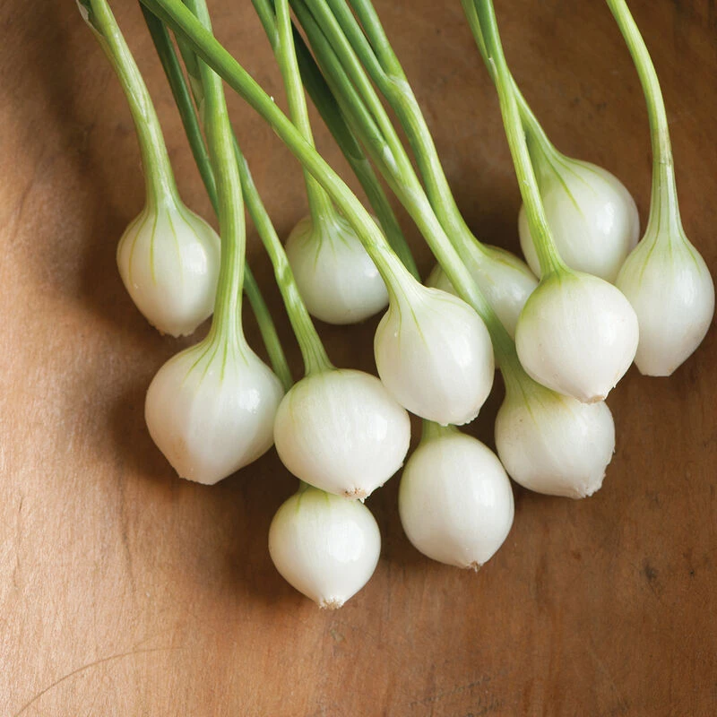 Eclipse 2 Eclipse - Image 2