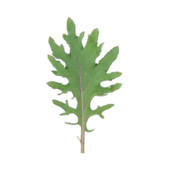 Red Russian -Whisper Glen Sales Store 0363 03 redrussian