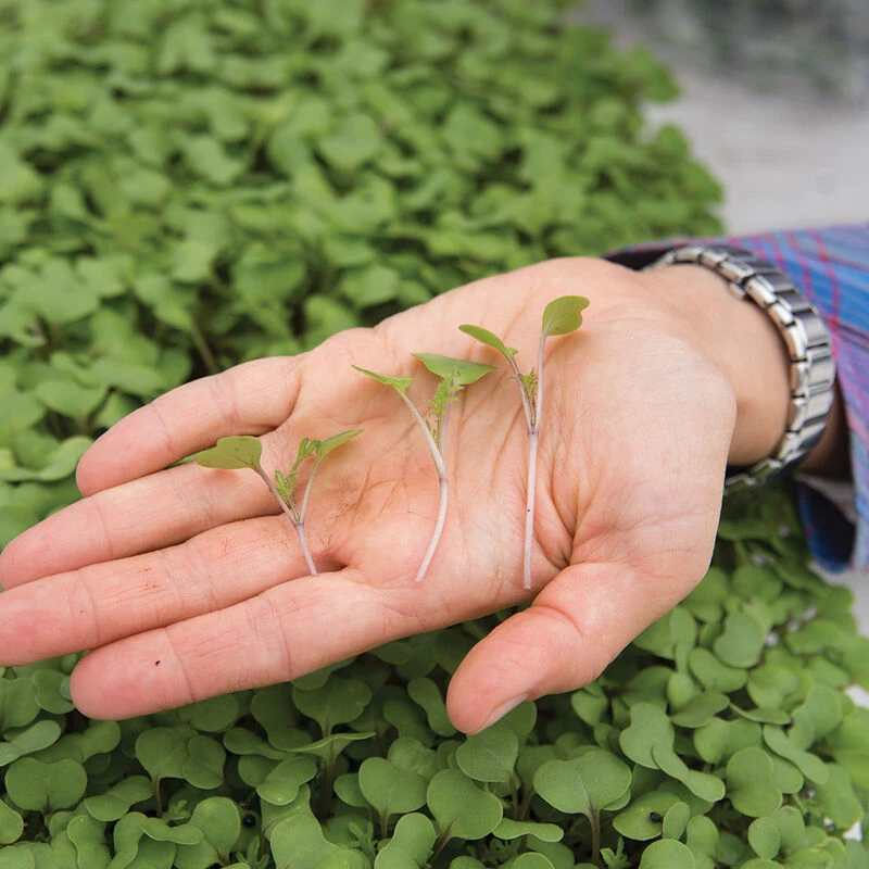 Kale, Red Russian 2 Kale, Red Russian - Image 2