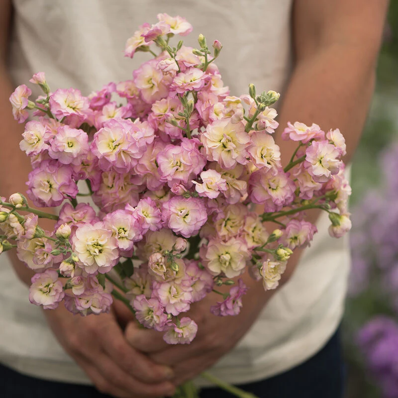 Quartet Rainbow 1 Quartet Rainbow