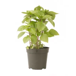 Cardinal 5 Cardinal -Whisper Glen Sales Store 03732g 03 cardinal