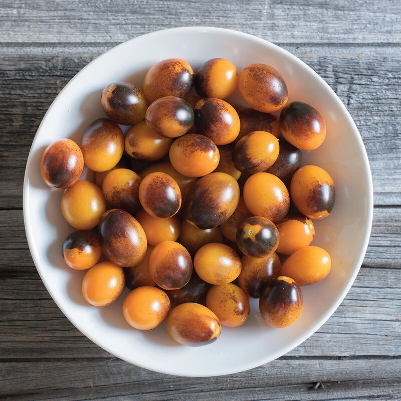 Indigo Kumquat 2 Indigo Kumquat - Image 2