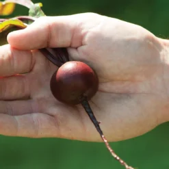 Babybeat -Whisper Glen Sales Store 03871 03 babybeet