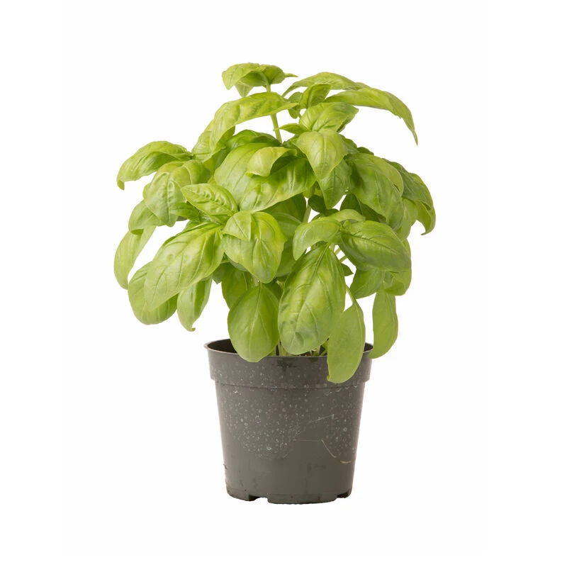 Dolly 3 Dolly - Image 3