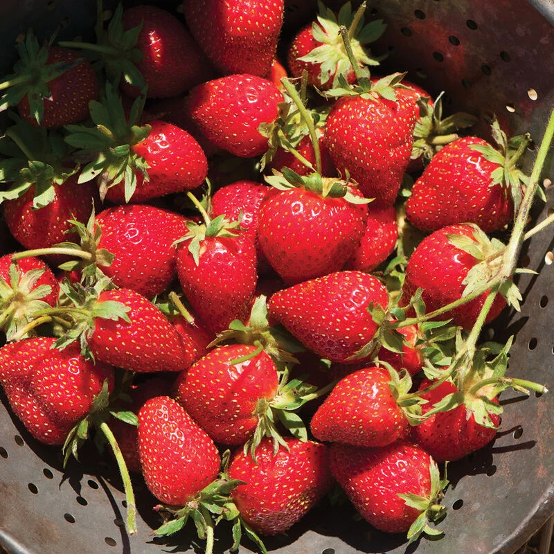 Elan 2 Elan - Image 2