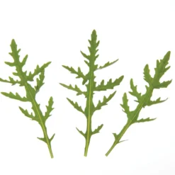 Sylvetta -Whisper Glen Sales Store 0398 01 sylvettasaladtrio