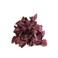 Ruby Red Orach -Whisper Glen Sales Store 03999g 03 rubyredorach