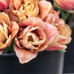 La Belle Epoque -Whisper Glen Sales Store 04057 02 labelleepoque