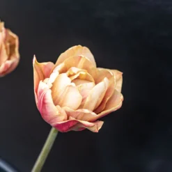 La Belle Epoque -Whisper Glen Sales Store 04057 03 labelleepoque