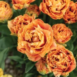 Sensual Touch -Whisper Glen Sales Store 04058 03 sensual touch