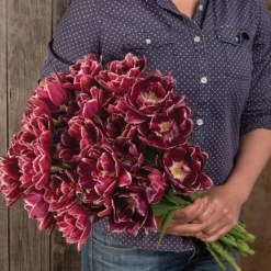 Dream Touch -Whisper Glen Sales Store 04060 03 dream touch