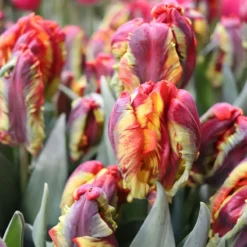 New Arrival -Whisper Glen Sales Store 04068 01 rasta parrot