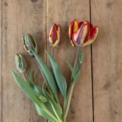 Rasta Parrot -Whisper Glen Sales Store 04068 02 rasta parrot