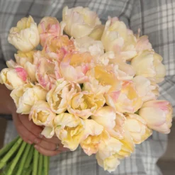 New Arrival -Whisper Glen Sales Store 04080 03 creme upstar