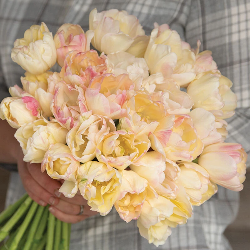 Crème Upstar 2 Crème Upstar - Image 2