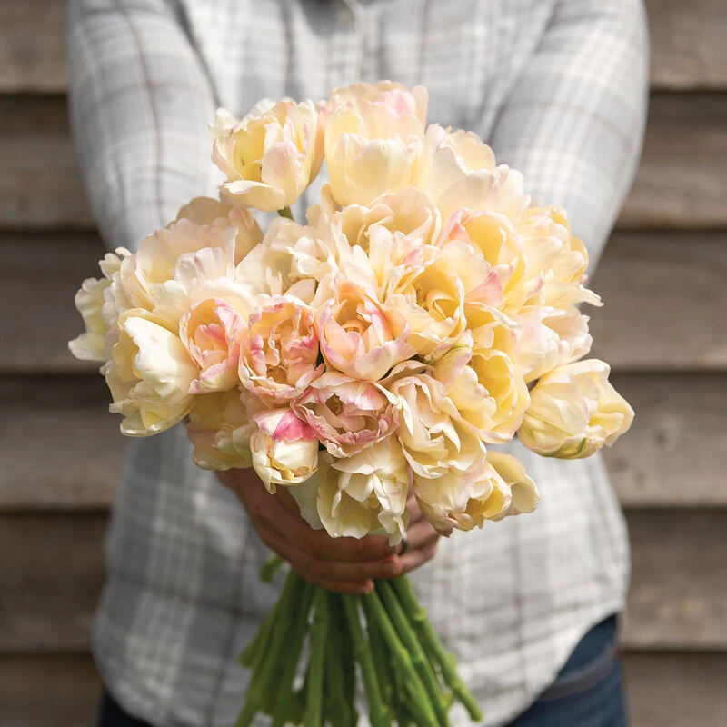 Crème Upstar 1 Crème Upstar