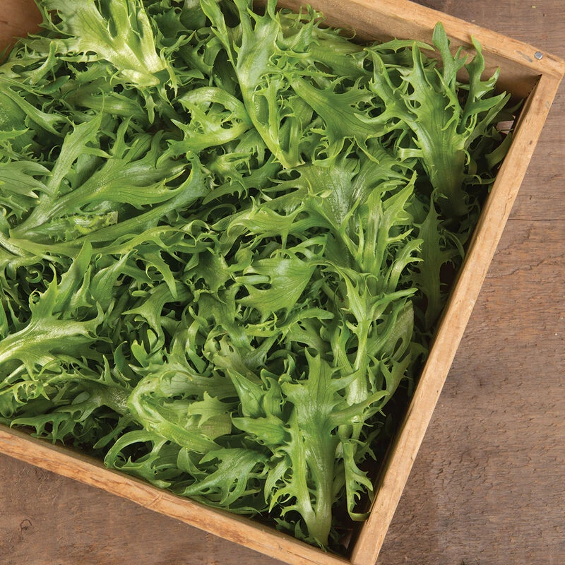 Frisygo 2 Frisygo - Image 2