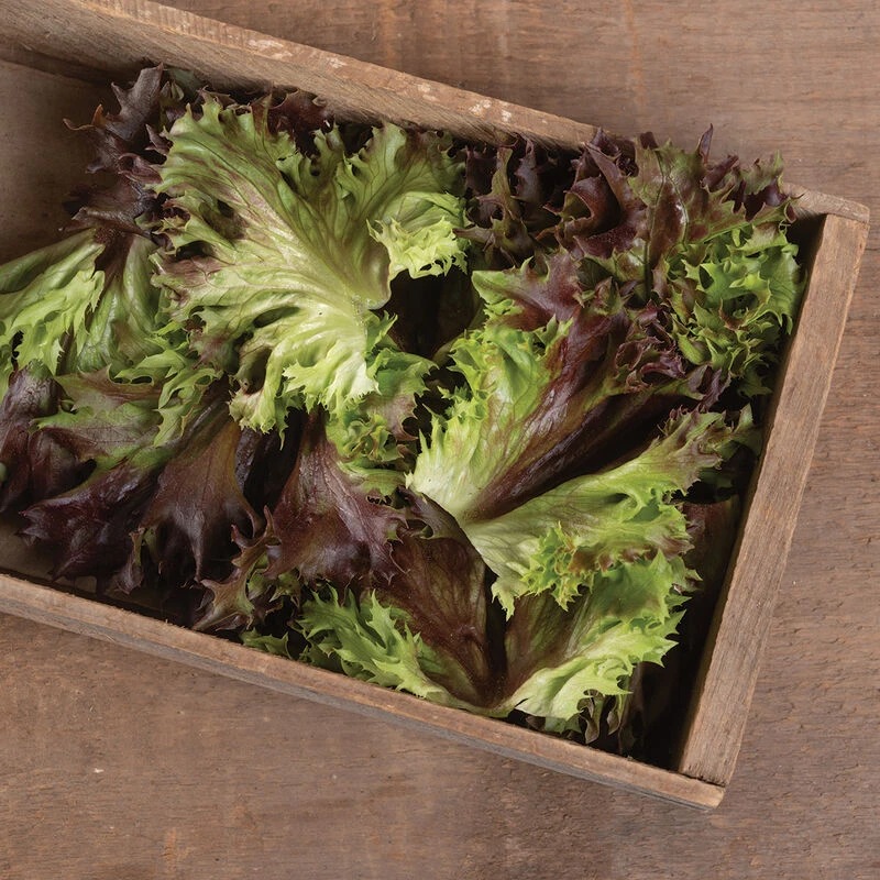 Rubygo 2 Rubygo - Image 2