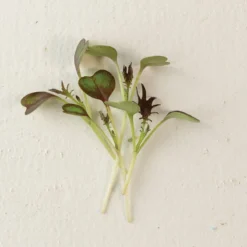 Kale, KX-1 -Whisper Glen Sales Store 04112m 04 kx1