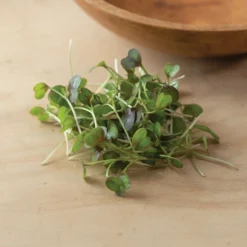 Kale, KX-1 -Whisper Glen Sales Store 04112m 05 kx1