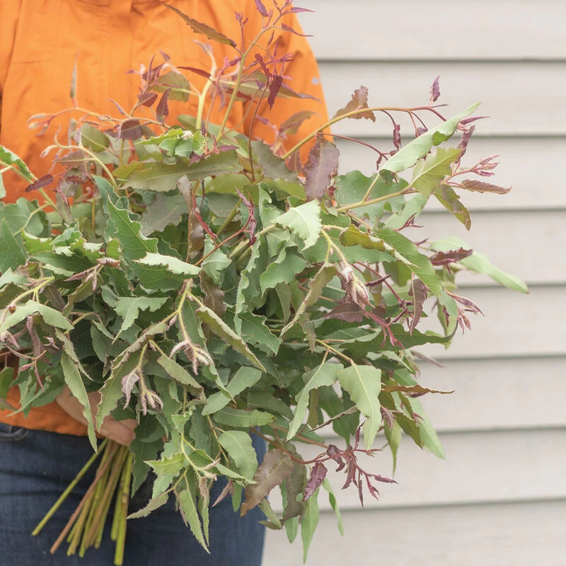 Lemon Bush 1 Lemon Bush