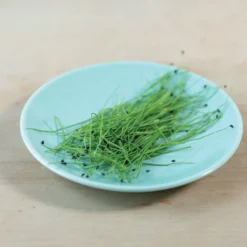 Scallion -Whisper Glen Sales Store 04127mg 03 scallion