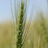 Spring Wheat (Bolles)