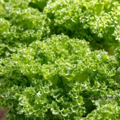 Lalique -Whisper Glen Sales Store 04184jp 03 lalique