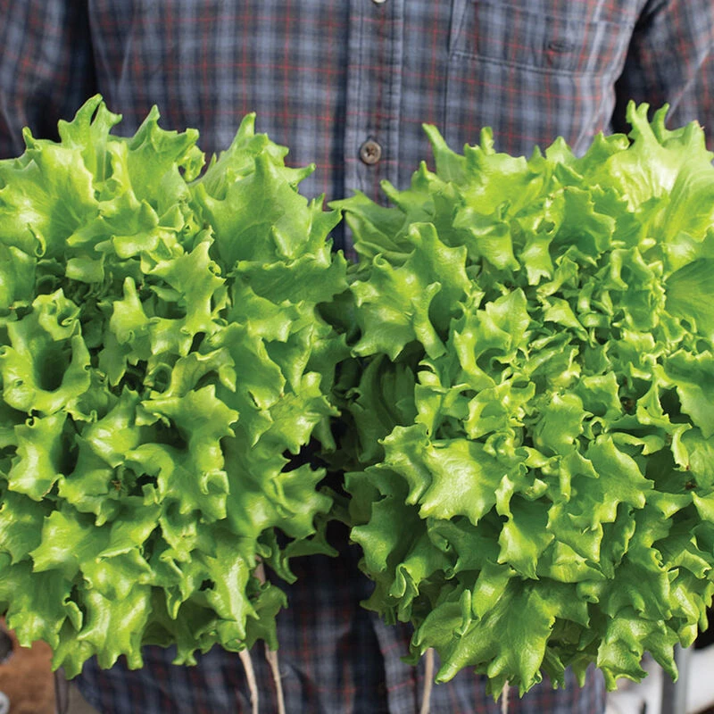 Salanova® Green Batavia 1 Salanova® Green Batavia