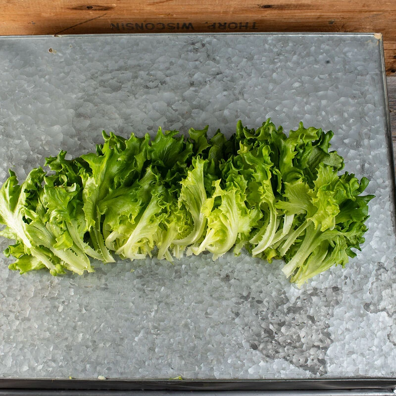 Salanova® Green Batavia 2 Salanova® Green Batavia - Image 2