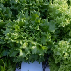 Salanova® Green Batavia 5 Salanova® Green Batavia -Whisper Glen Sales Store 04185jp 04 salanova green batavia