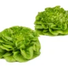 Salanova® Hydroponic Green Butter