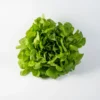 Salanova® Hydroponic Green Oakleaf