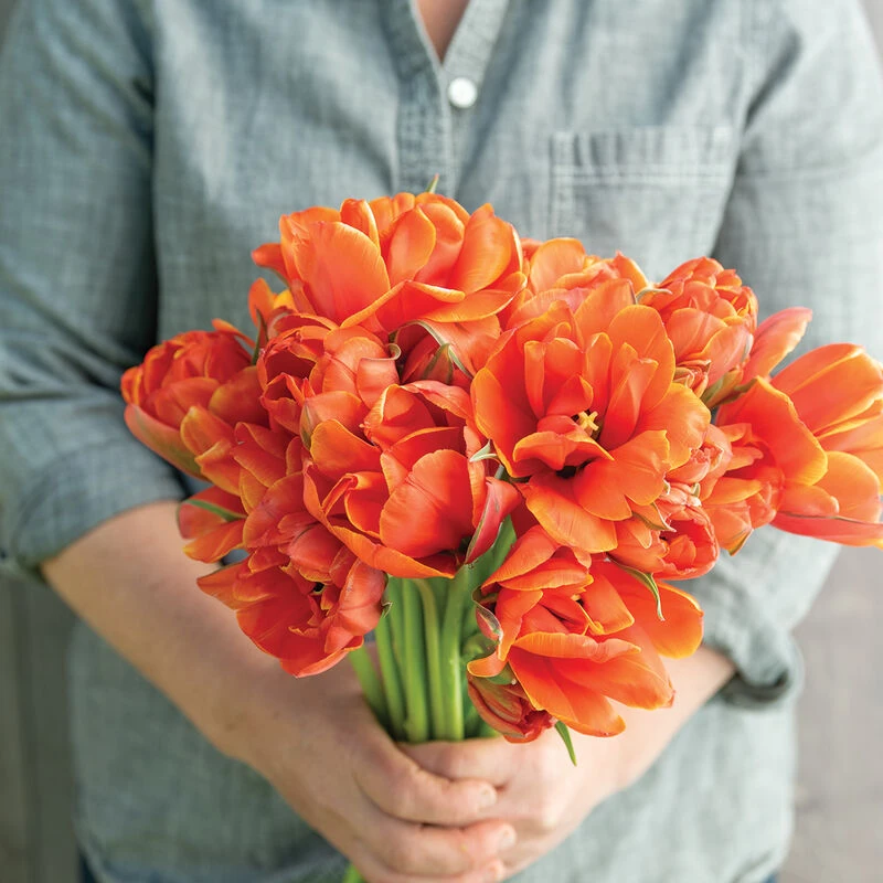 Queensday 1 Queensday