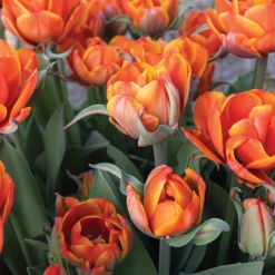 Queensday 5 Queensday -Whisper Glen Sales Store 04219 03 queensday