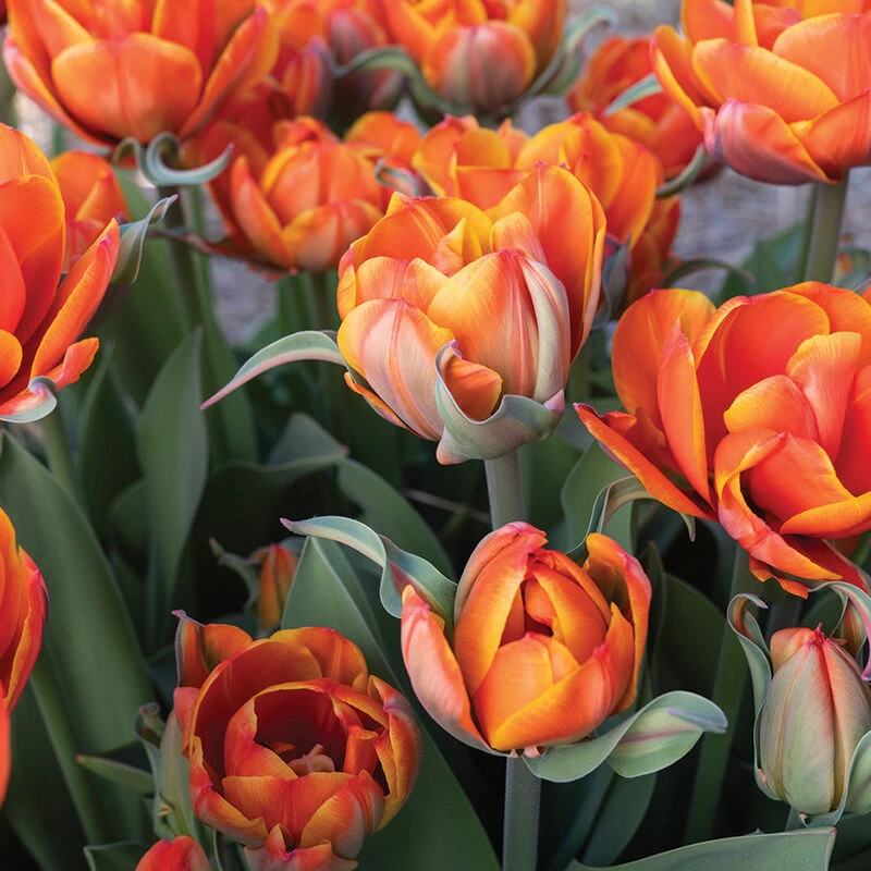 Queensday 3 Queensday - Image 3