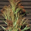Mixed Broom Corn