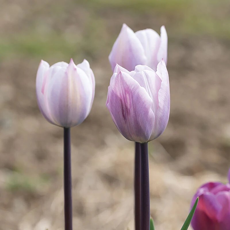 Silver Cloud 2 Silver Cloud - Image 2