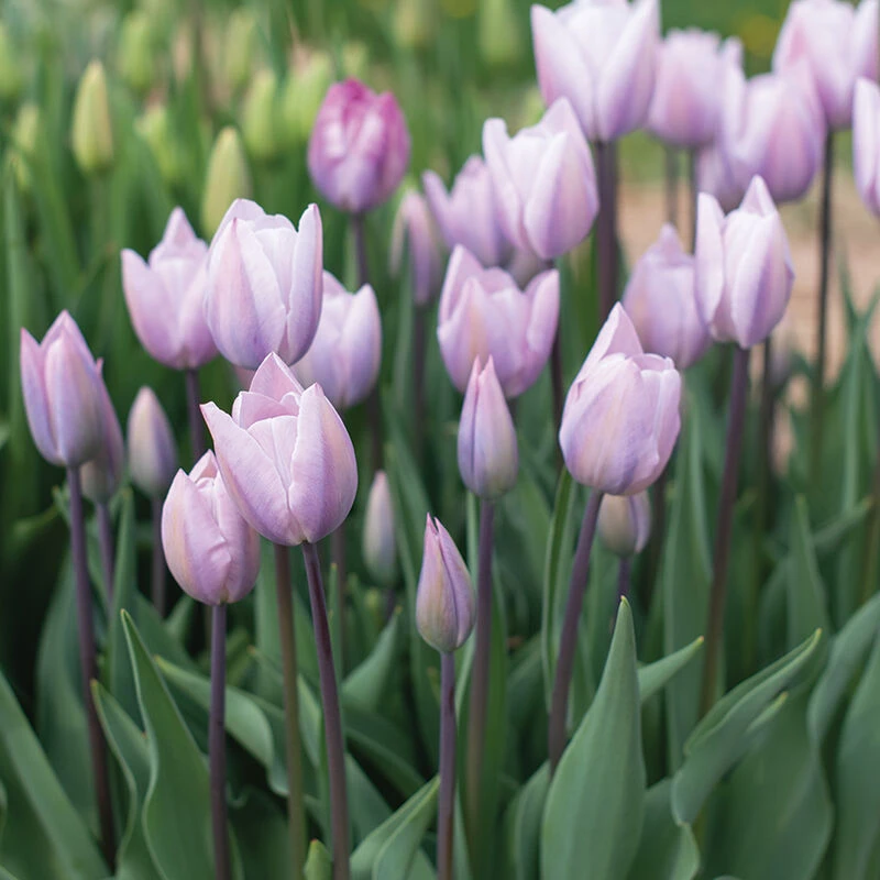 Silver Cloud 1 Silver Cloud