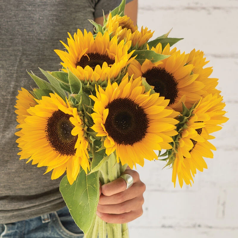 Winter Zohar 1 Winter Zohar